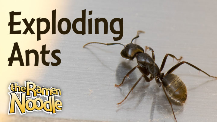 Exploding-Ants-wide
